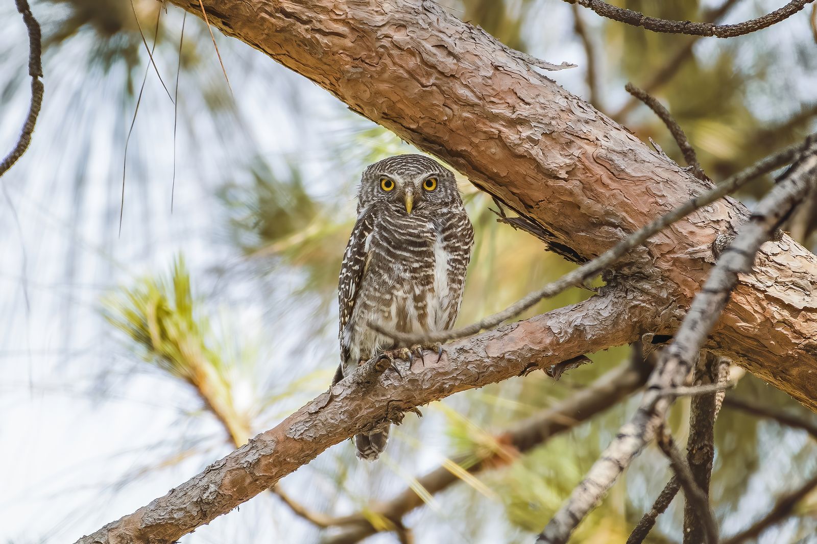 Asian barred owlet